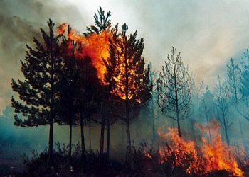 No es la naturaleza, es el sistema económico