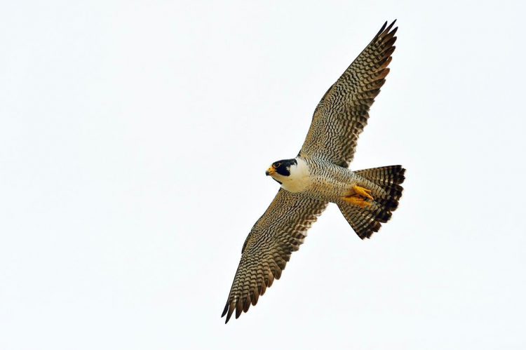 Libro identifica sorprendentes especies de flora y fauna que habitan la precordillera en Santiago