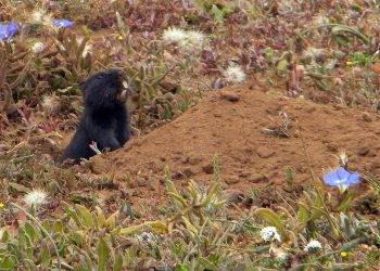 Libro identifica sorprendentes especies de flora y fauna que habitan la precordillera en Santiago