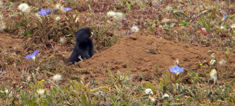 Libro identifica sorprendentes especies de flora y fauna que habitan la precordillera en Santiago