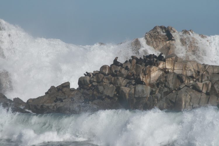 Estudio plantea que marejadas intensas son responsables de varazones masivas de crías de lobos marinos 