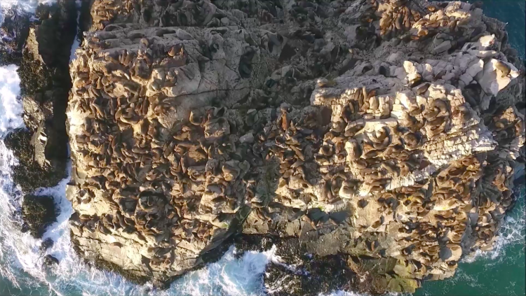 Estudio plantea que marejadas intensas son responsables de varazones masivas de crías de lobos marinos