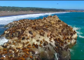 Estudio plantea que marejadas intensas son responsables de varazones masivas de crías de lobos marinos 