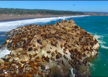Estudio plantea que marejadas intensas son responsables de varazones masivas de crías de lobos marinos 