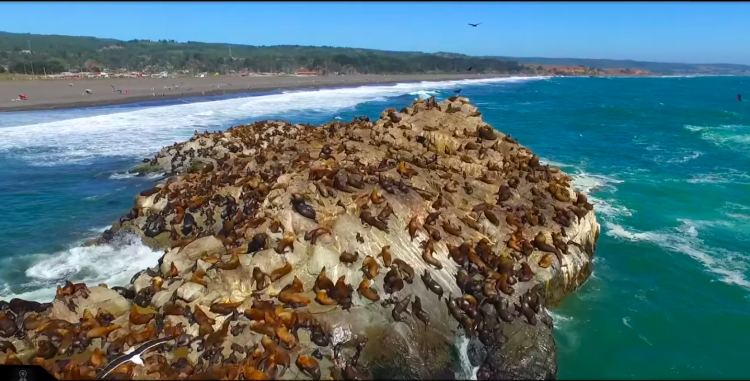 Estudio plantea que marejadas intensas son responsables de varazones masivas de crías de lobos marinos
