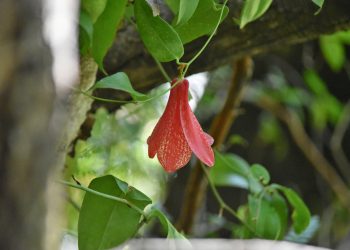 9 aportes del conocimiento tradicional, indígena y local para la Reducción del Riesgo de Desastre en Chile