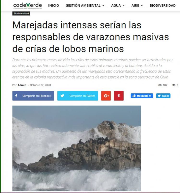 Codex Verde: Marejadas intensas serían las responsables de varazones masivas de crías de lobos marinos.