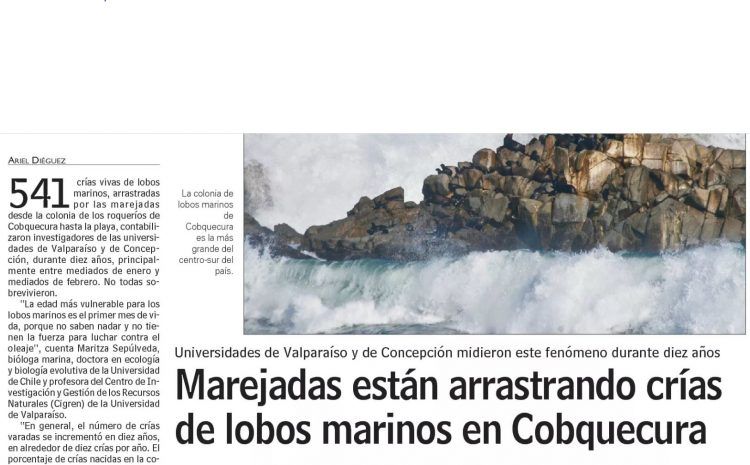 LUN: Marejadas est{an arrastrando crías de lobos marinos en Cobquequra