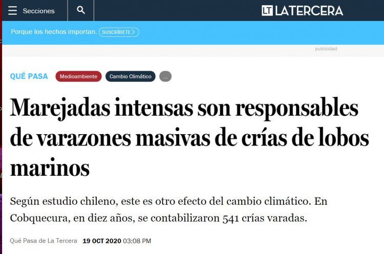 Qué Pasa.cl: Marejadas intensas son responsables de varazones masivas de crías de lobos marinos.