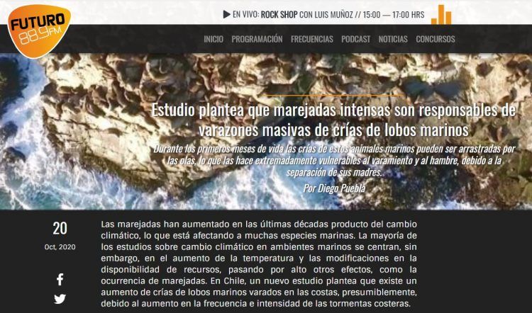 Radio Futuro.cl: Estudio plantea que marejadas intensas son responsables de varazones masivas de crías de lobos marinos.
