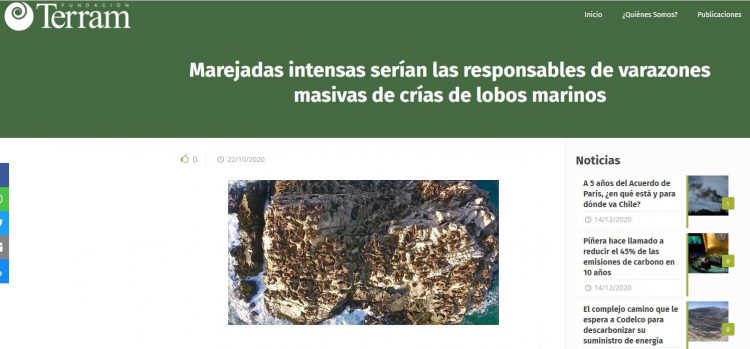 Terram.cl: Marejadas intensas serían las responsables de varazones masivas de crías de lobos marinos.