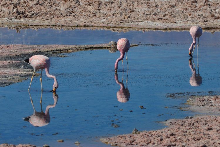 Científicos denuncian daño irreparable en los salares del norte de Chile