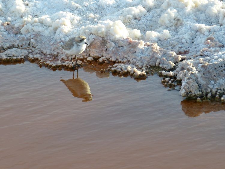 Científicos denuncian daño irreparable en los salares del norte de Chile