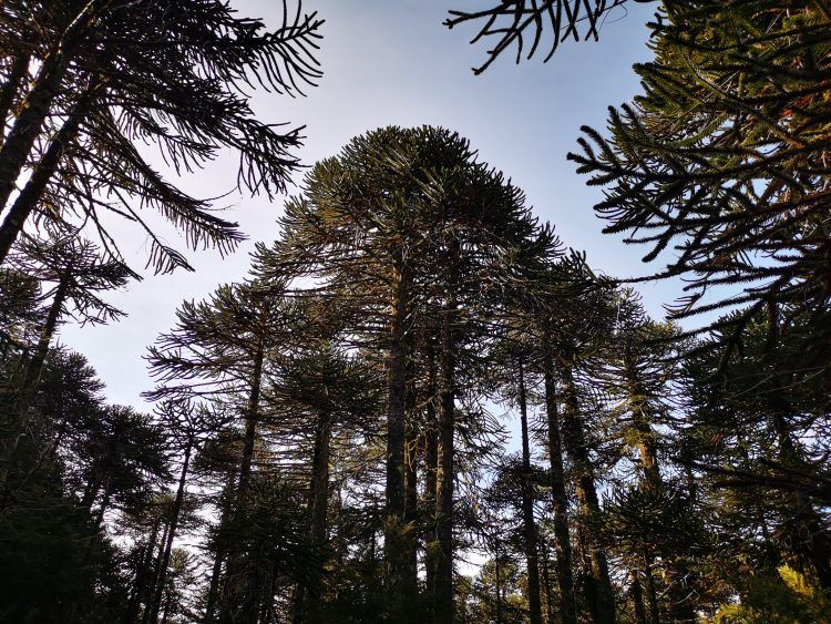 Para enfrentar la crisis climática se necesita la participación efectiva de los pueblos indígenas, ONGs, comunidades locales y academia