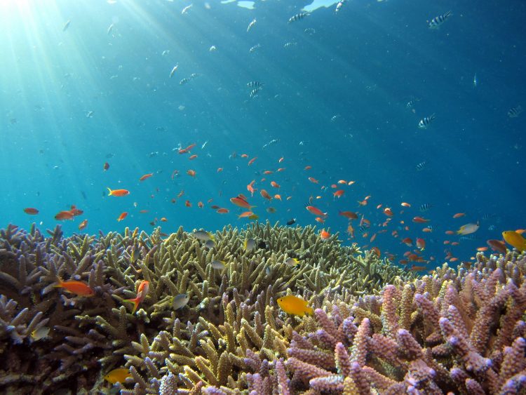 Charla «Metodología eficiente para modelar el riesgo de inundación costera en zonas con presencia de arrecifes de coral»