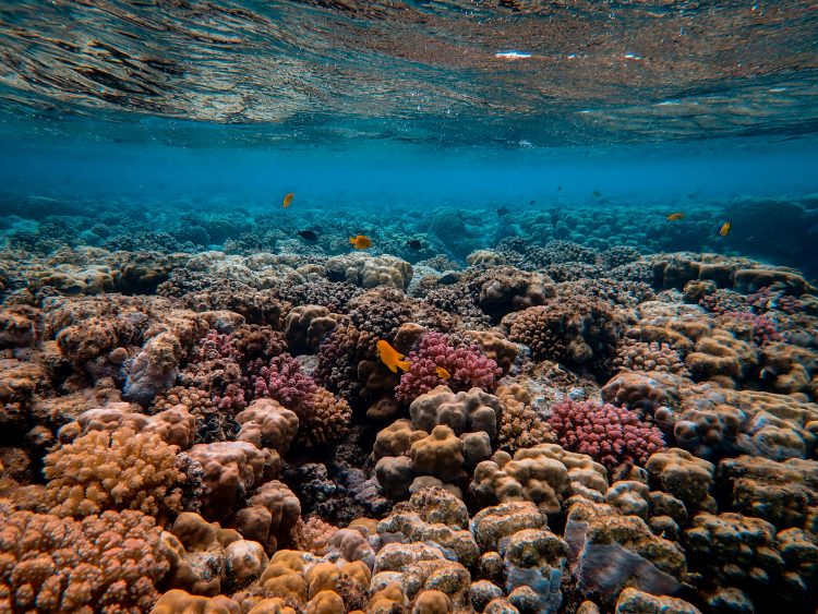 Arrecifes de coral funcionan como barrera natural ante las inundaciones costeras